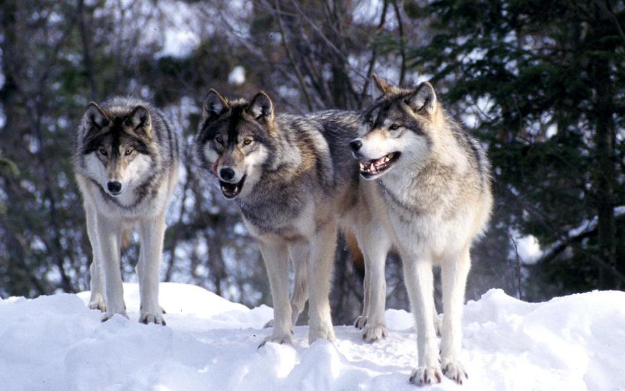 Maine Cops Hunt Huffing Puffing Pack Of Super Wolves Little Red