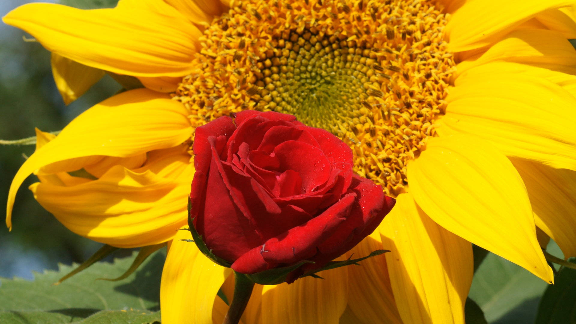Sunflowers And Roses Py30mhulatwatuar Wallpaper