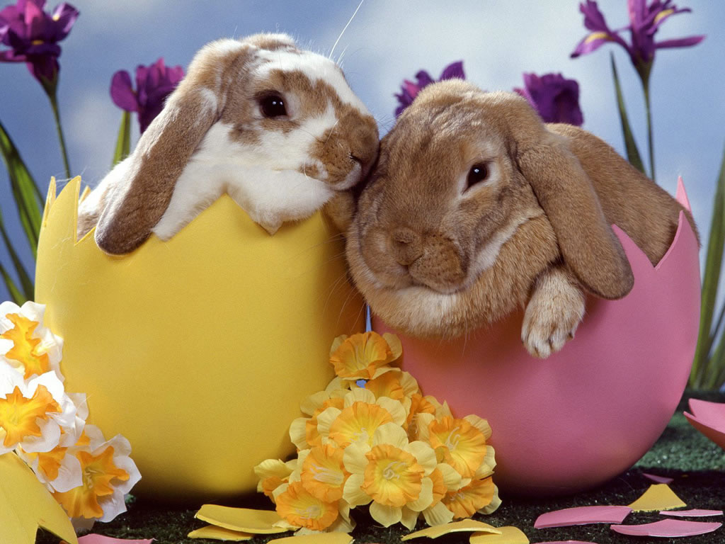 Cute Bunny Rabbit Easter Wallpaper
