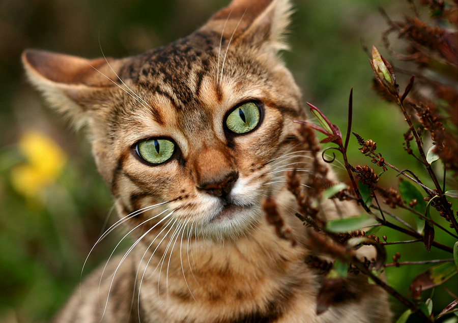 Bengal Face Photo And Wallpaper Beautiful Pictures