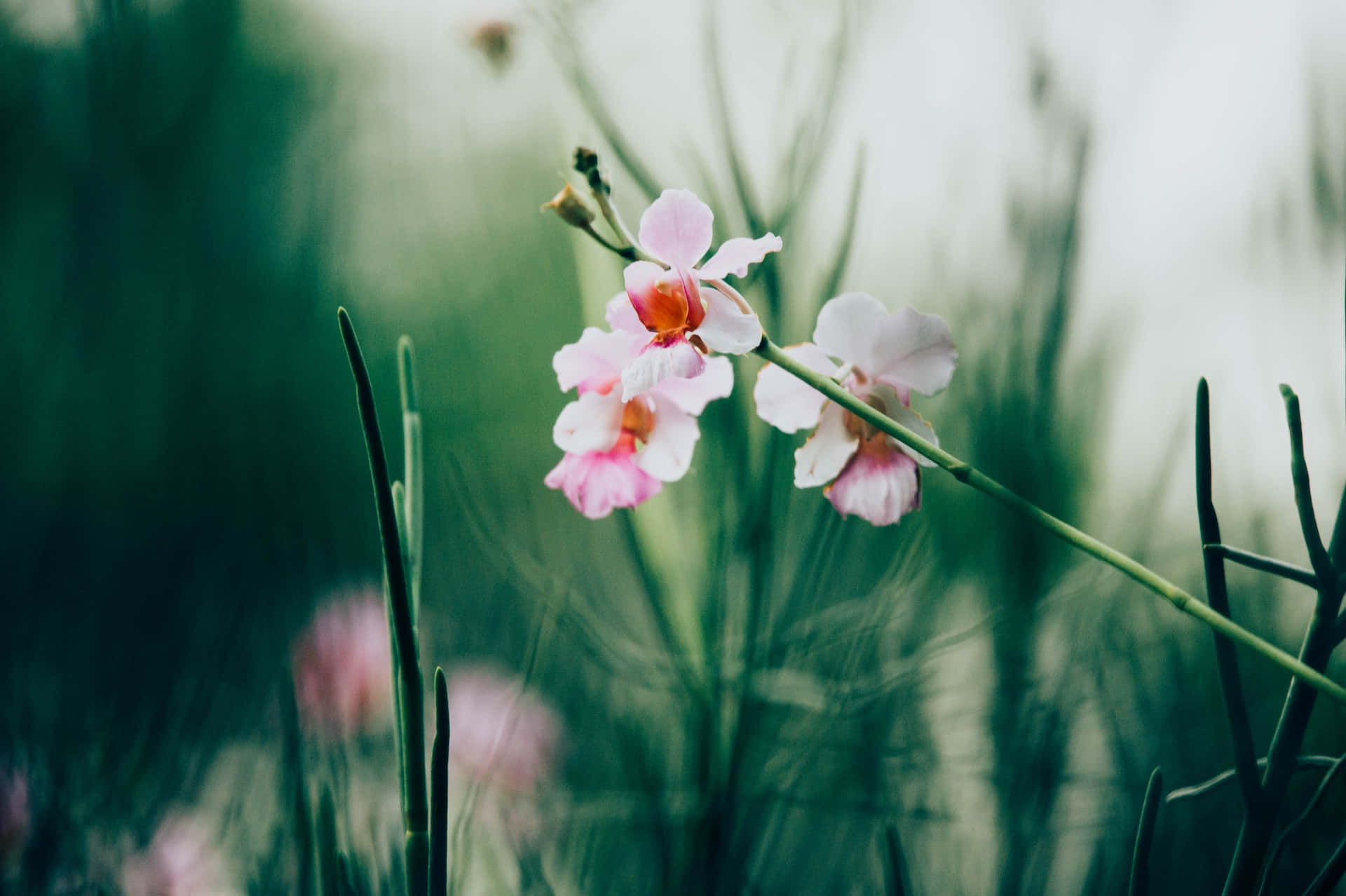 Peaceful Relaxing Wallpaper