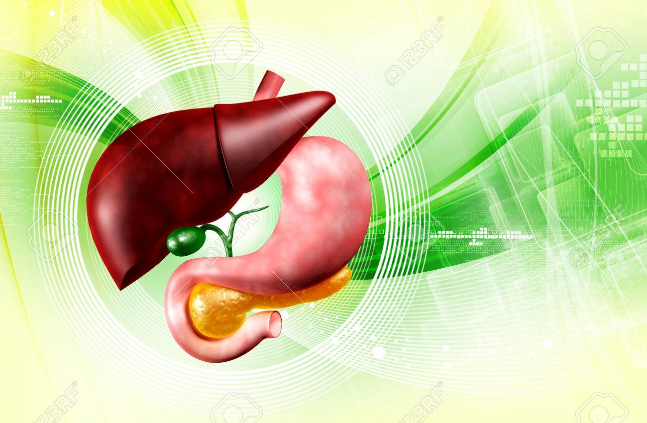 Digital Illustration Of Stomach And Liver In Colour Background