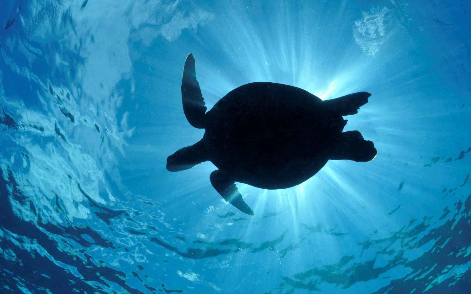Top Cool Turtle Wallpaper Full HD 4k To Use