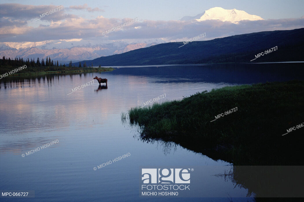 Moose Alces At Wonder Lake Mount Denali In Background