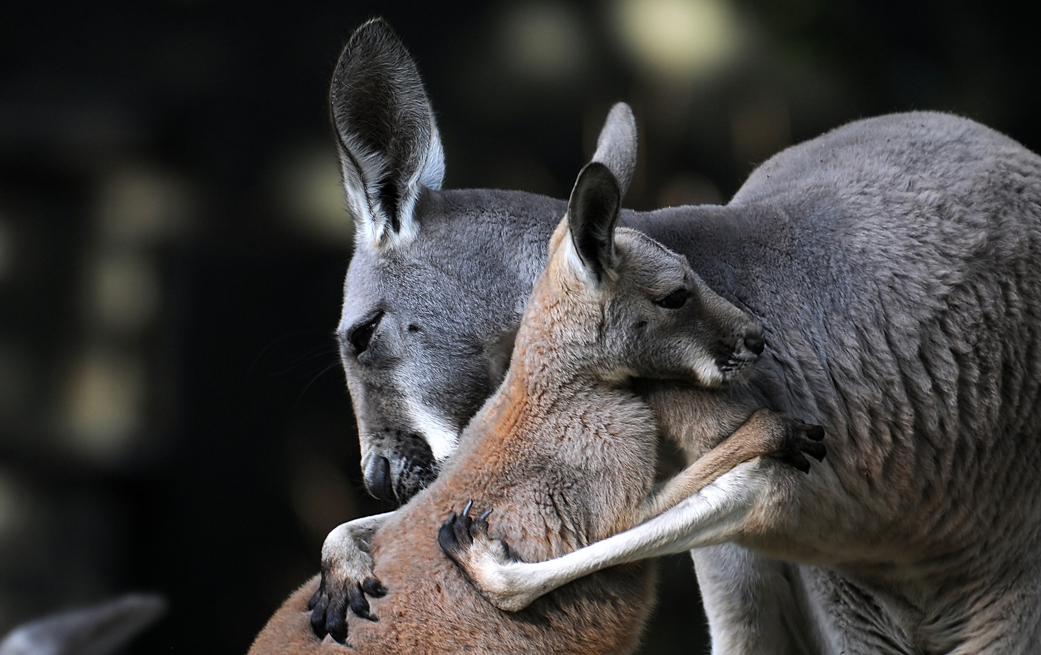 Kangaroo Wallpaper Pictures Image