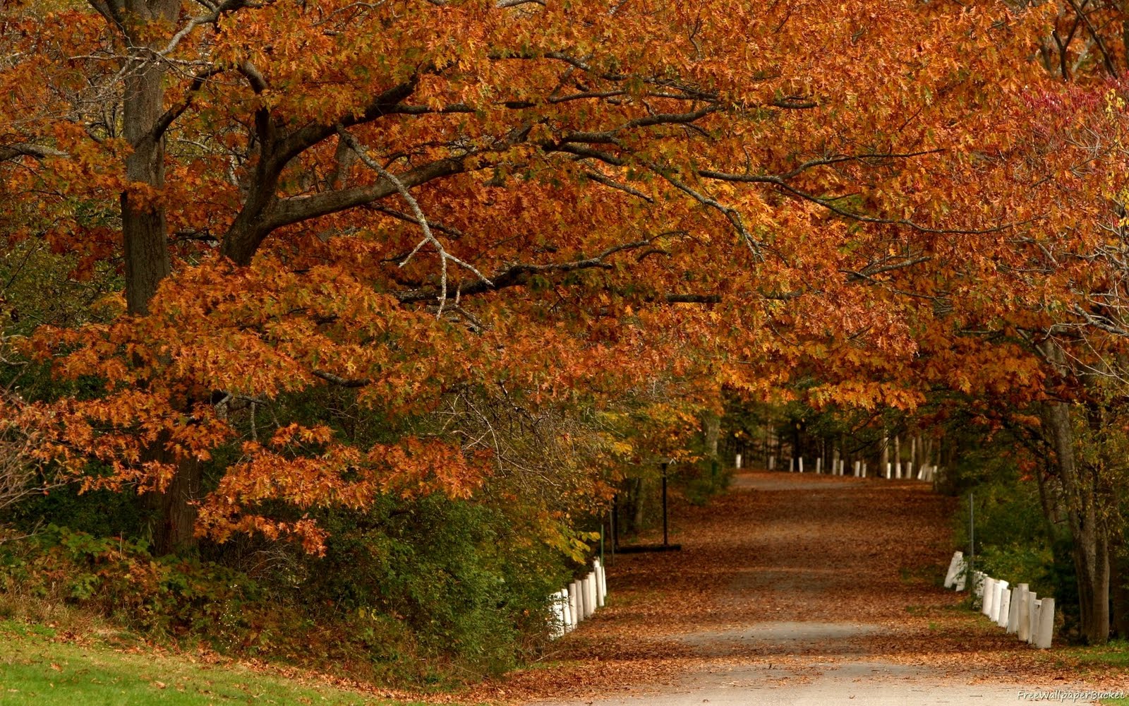 Trees Autumn Leaves Road Wallpaper00002 Jpg