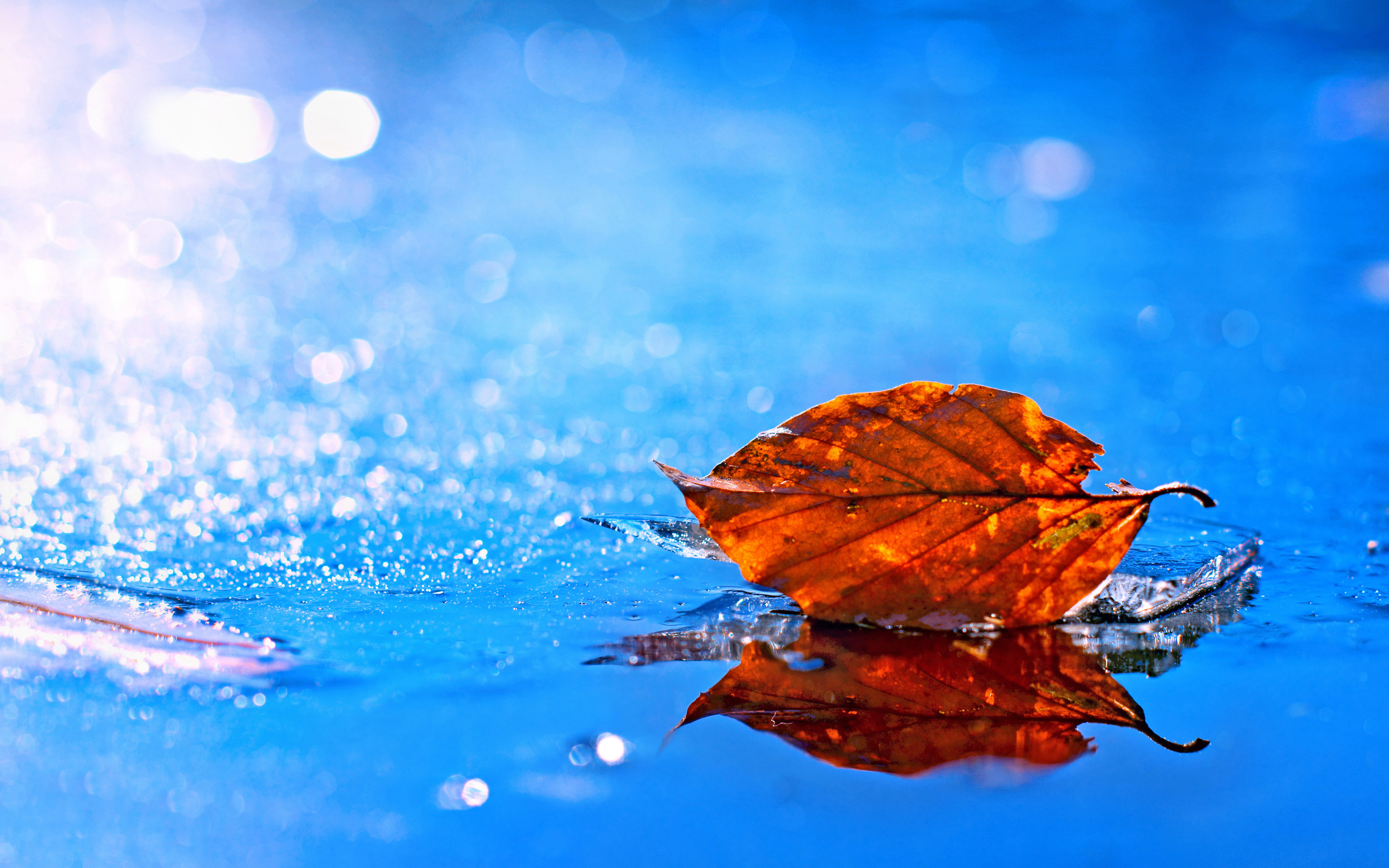 Leaf Fall 4k HD Nature Wallpaper Image Photos And Picture