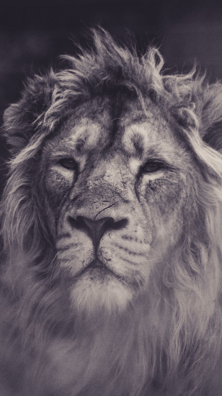 Lion The Beast Wallpaper For Mobile
