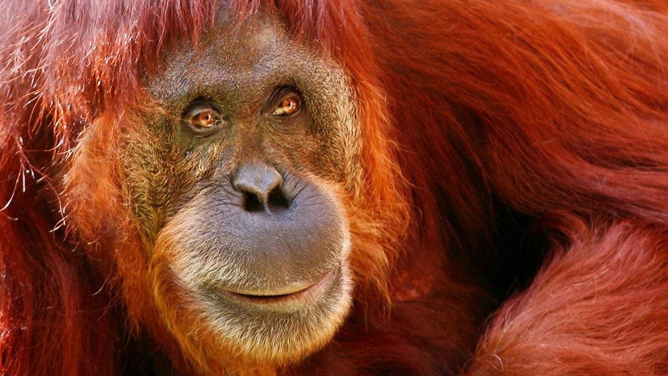 Orangutan Wallpaper HD