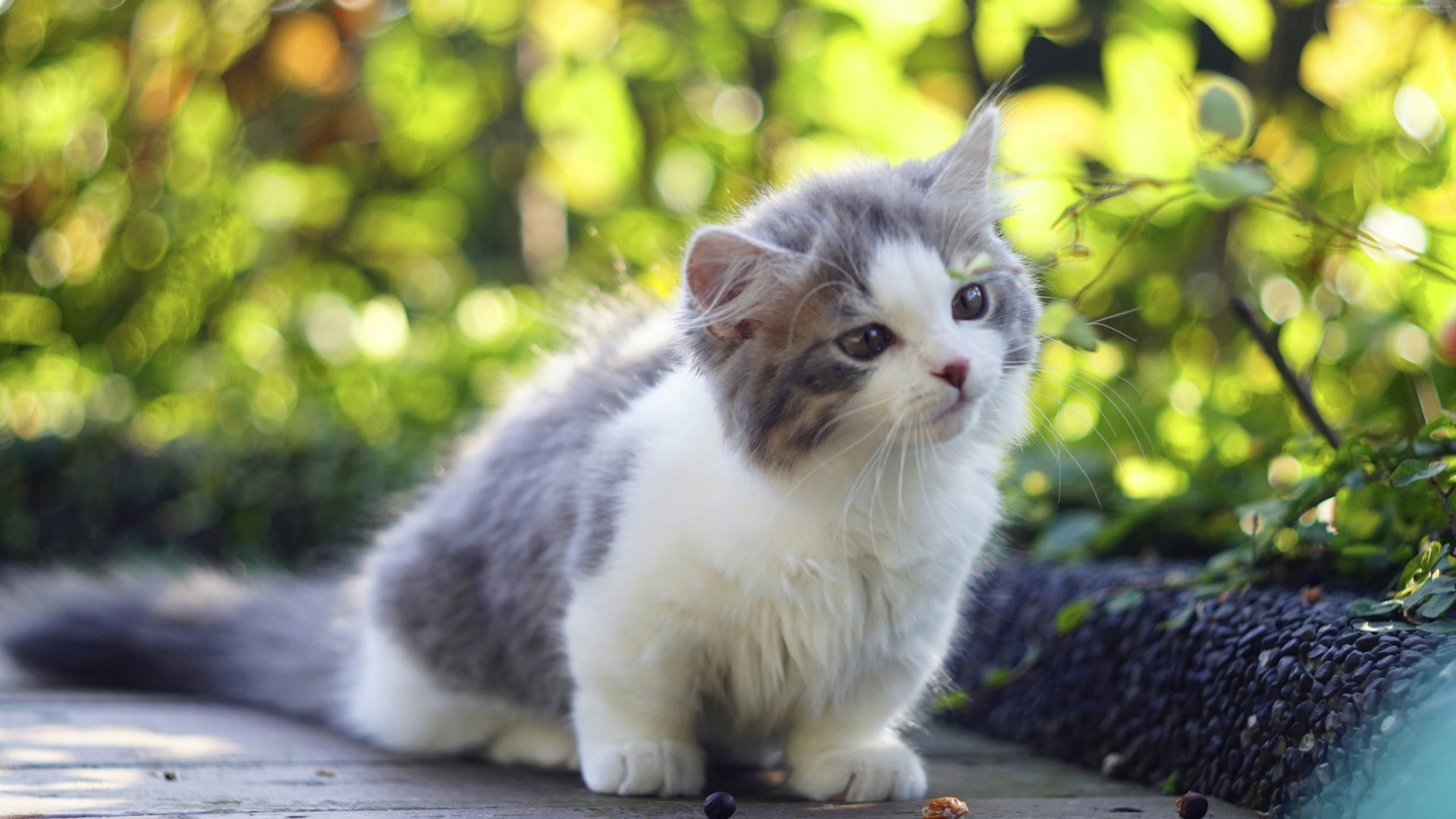 Free download Free download Wallpaper Cat Kitten Cute Animals 4k ...