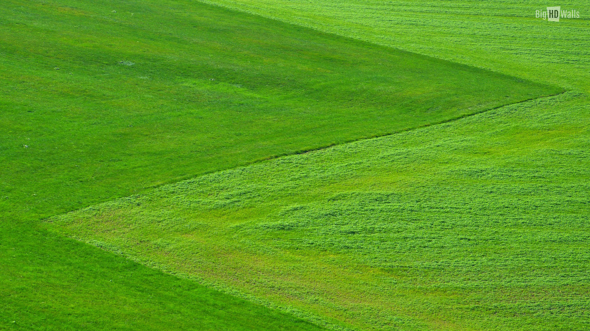 Green Meadow Wallpaper