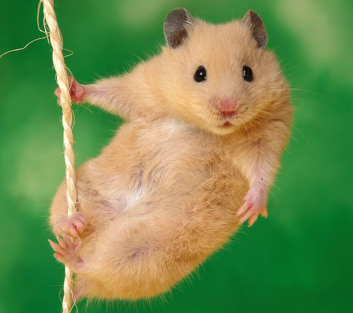 Hamster Background Image Hd Wallpaper