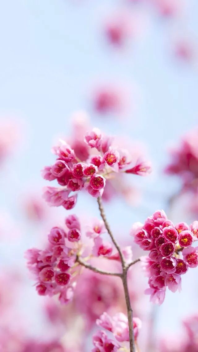 Pink Flowers iPhone Wallpaper Flower Background