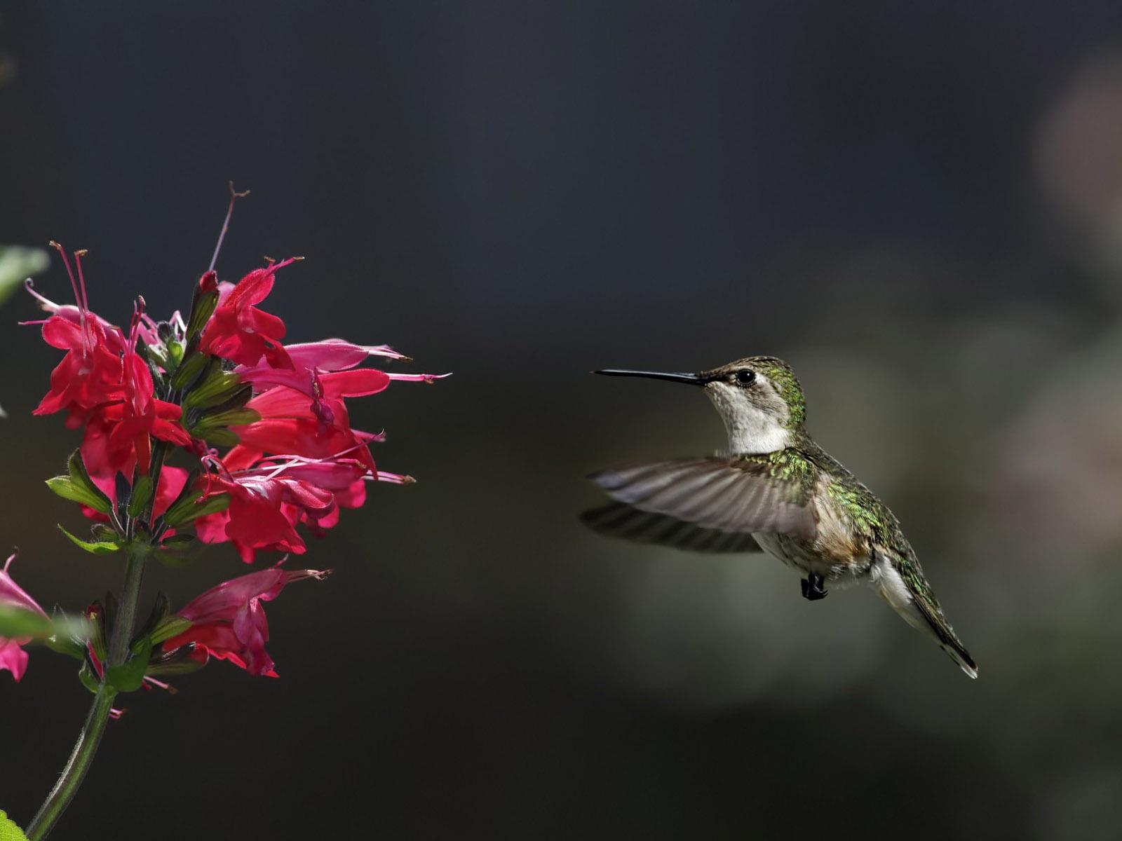 Hummingbird Und Blumen HD Wallpaper