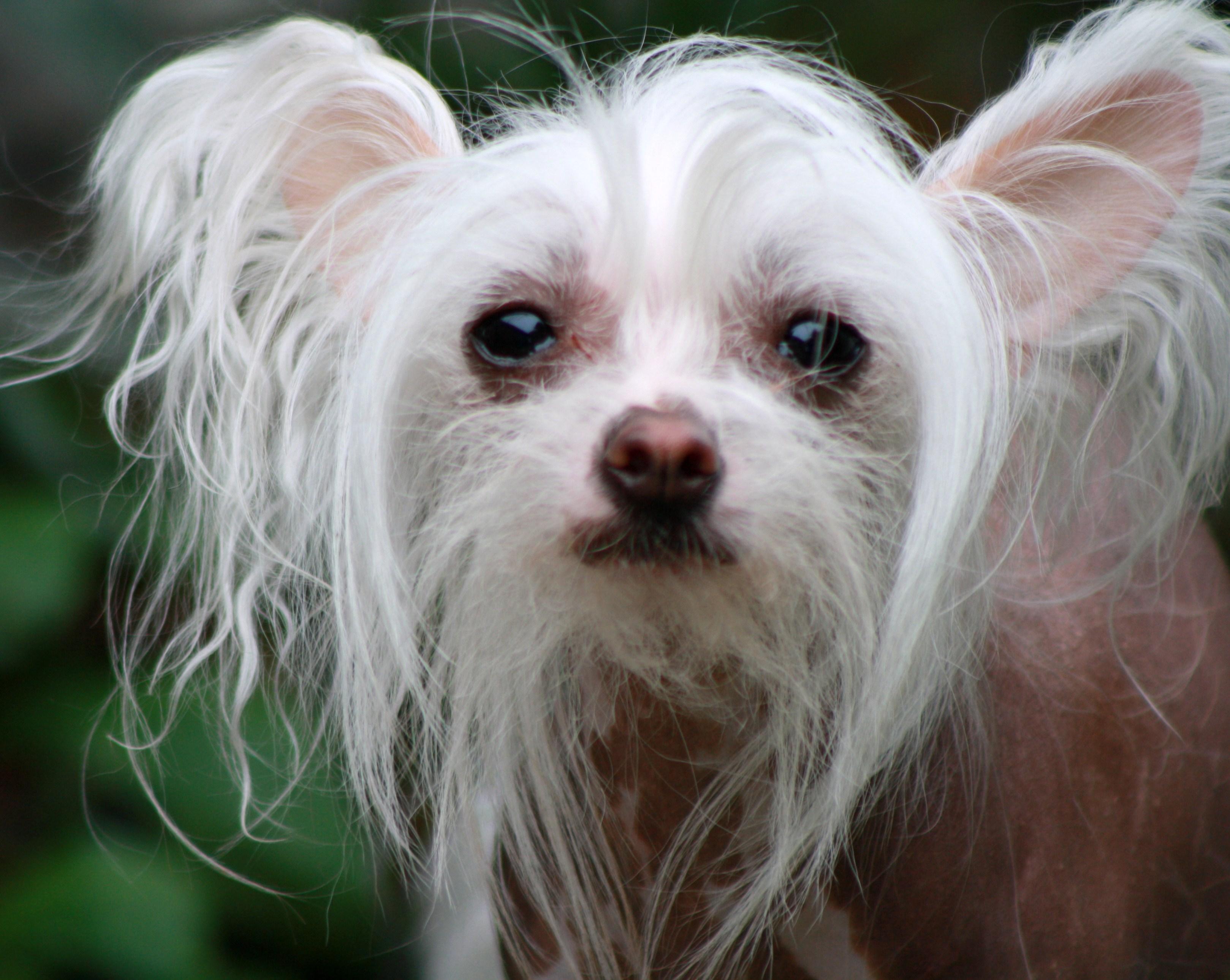 Chinese Crested dog photo and wallpaper Beautiful Chinese Crested