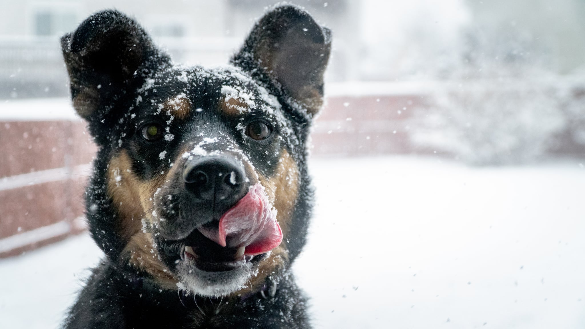 Cute Photos Of Dogs In The Winter Popsugar Pets