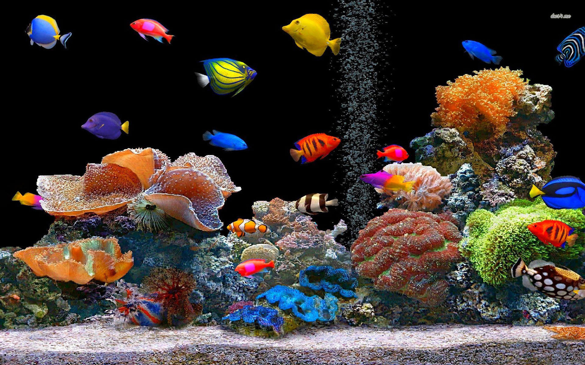 Tropical Fish School Desktop Animal 1920 X 1080 Oscar Fish Desktop