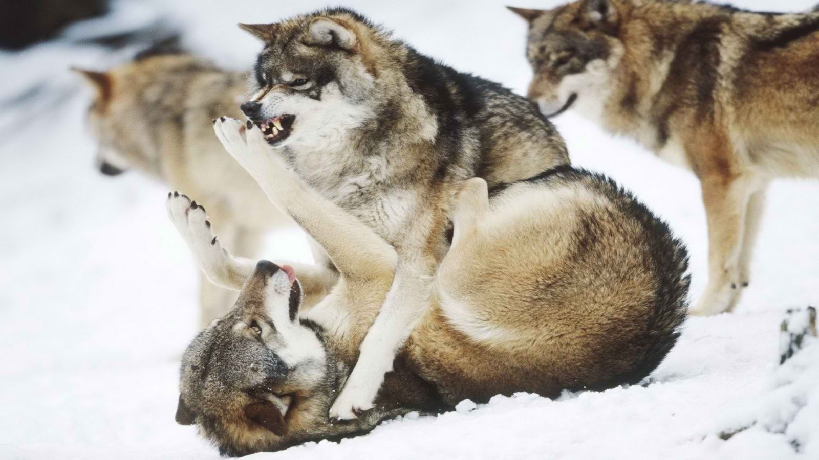 Baby Wolf Wallpaper Fight In