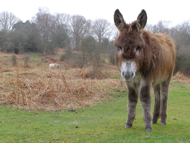 Donkey North Of Blissford Hill New C Jim Champion Geograph