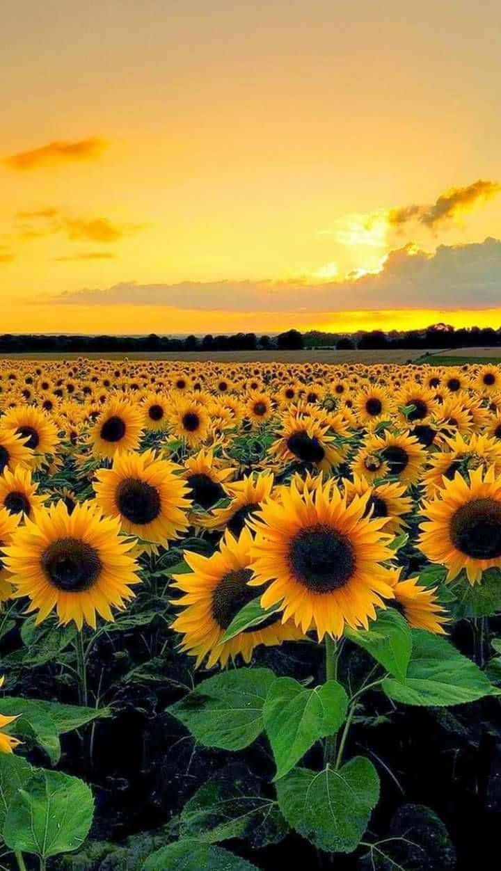 Yellow Aesthetic Wallpaper