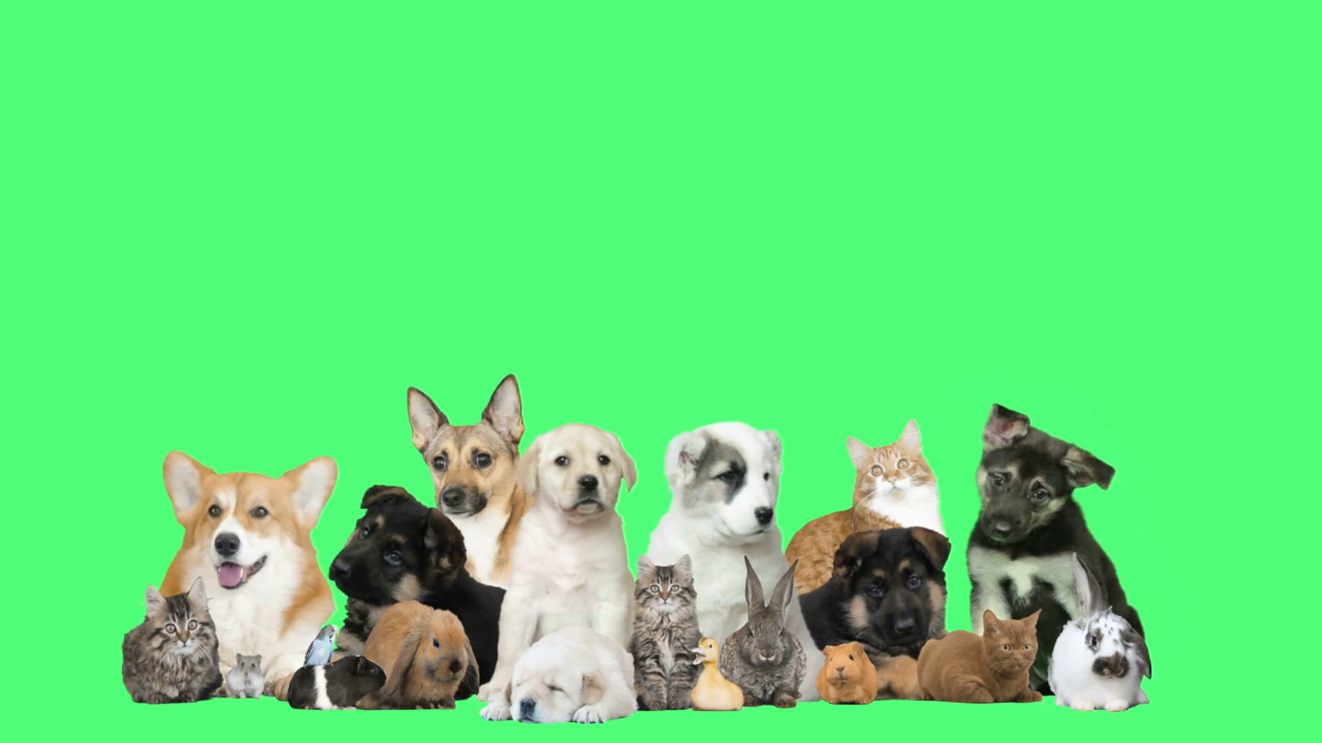 Funny Pets On A Green Background Stock Video Footage Storyblocks