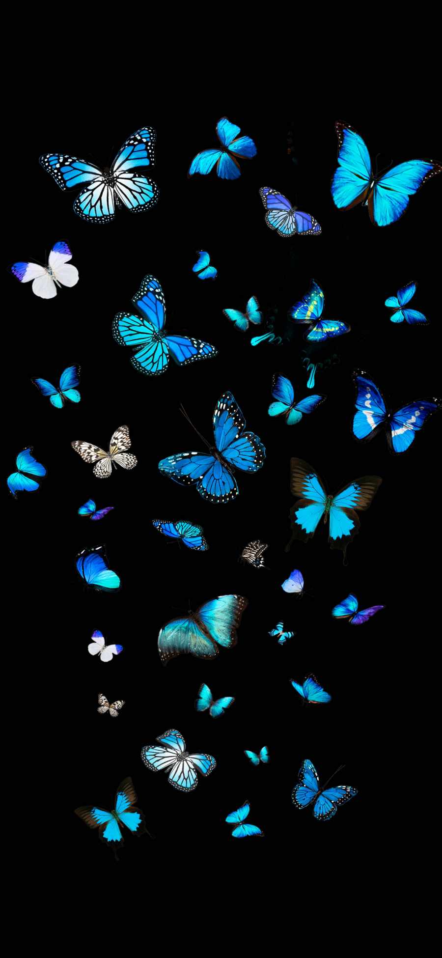 Butterfly iPhone Background Wallpaper
