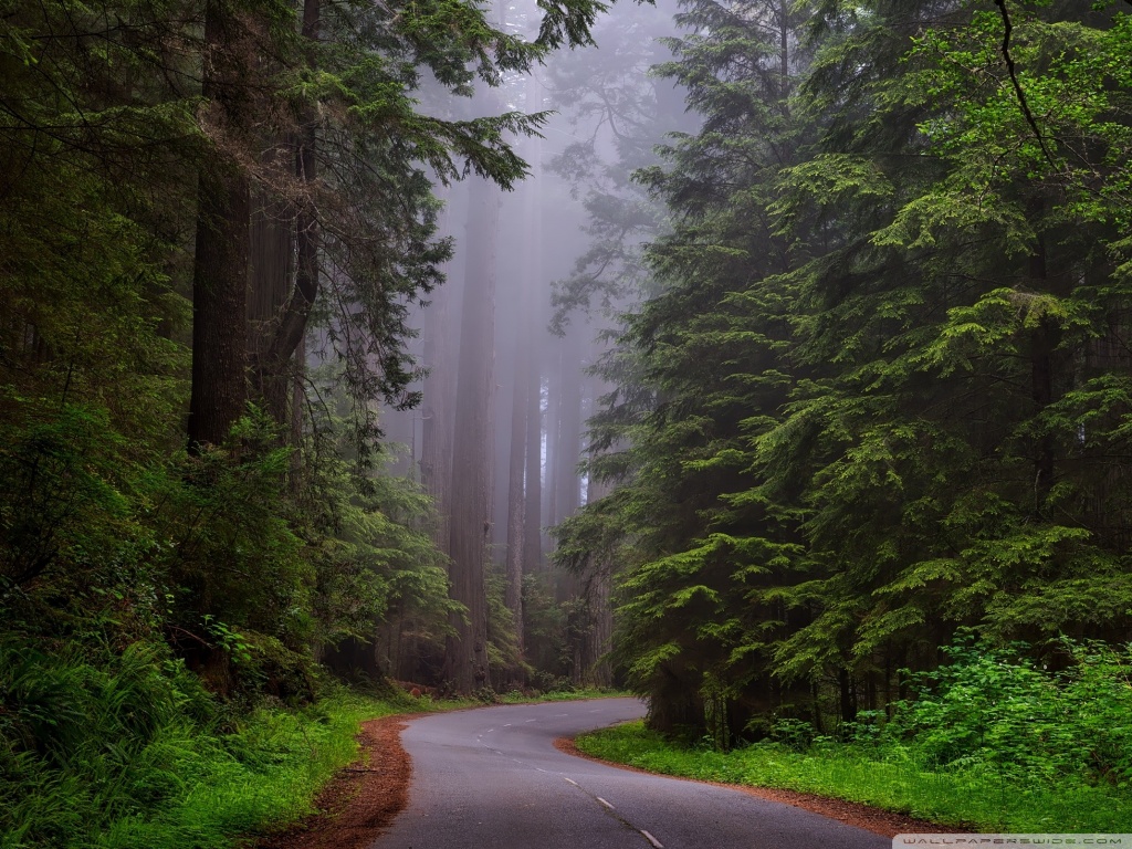 Redwood National Park California 4K HD Desktop Wallpaper for