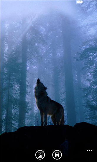 Wolf Wallpaper HD indir