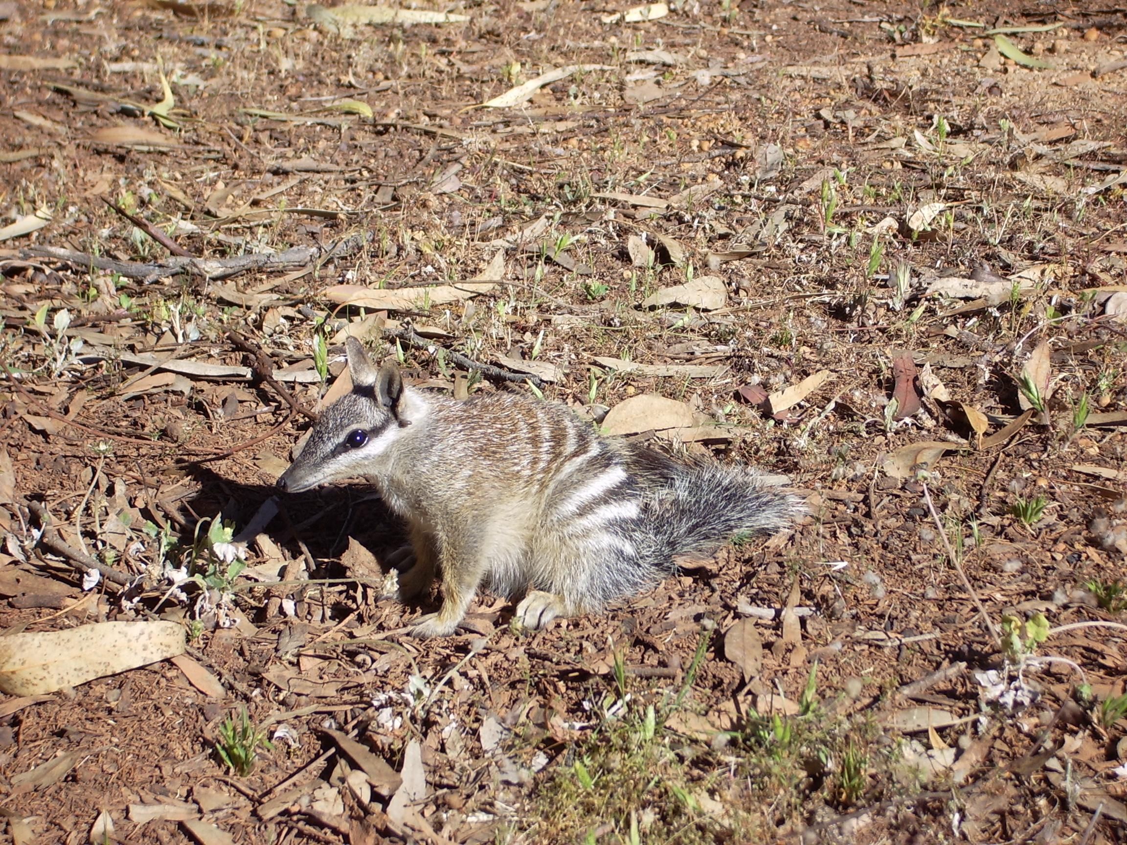 A numbat, a small Australian marsupial, foraging on the ground covered with dry leaves and twigs