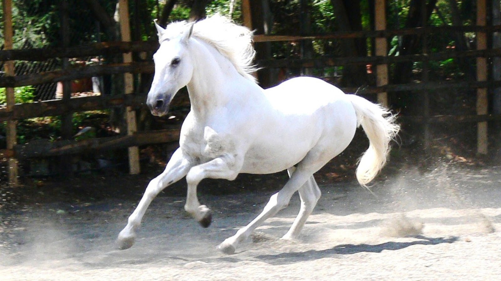 Cute White Horse Pictures Photos Wallpaper Running