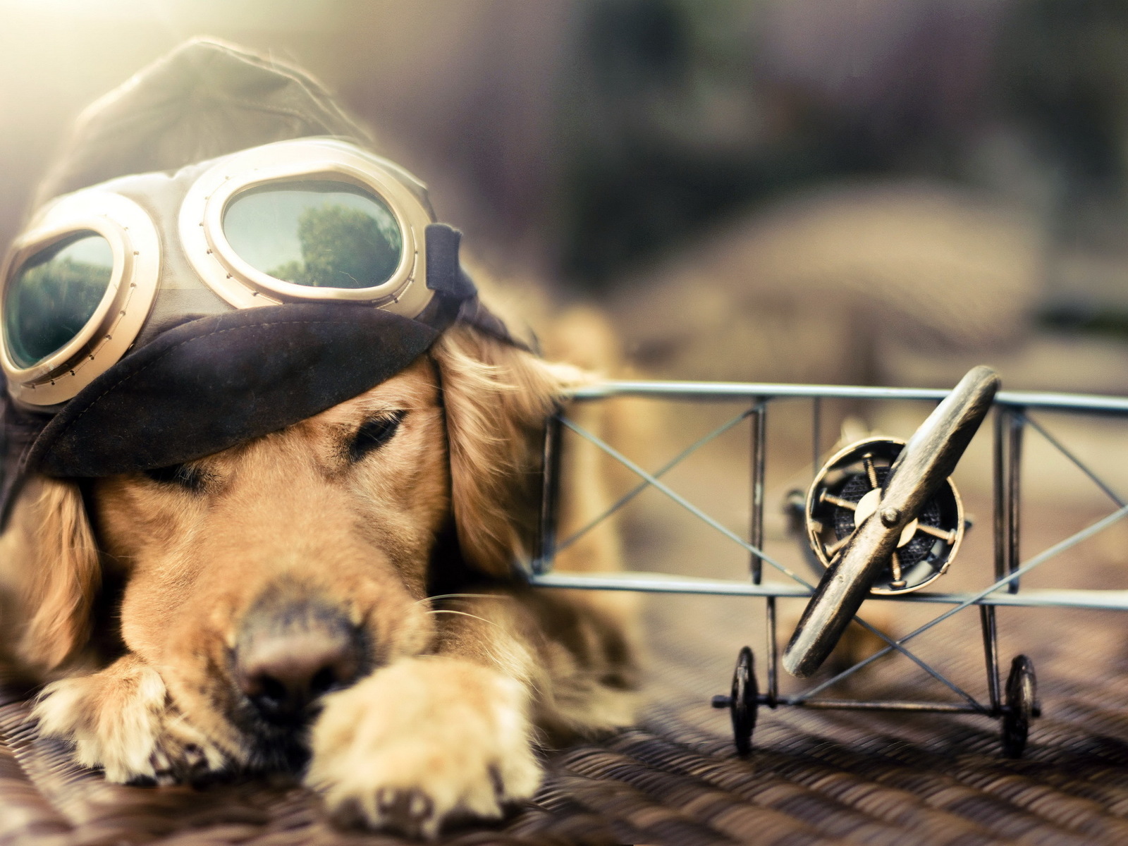 Desktop Wallpaper Funny Aviator Dog