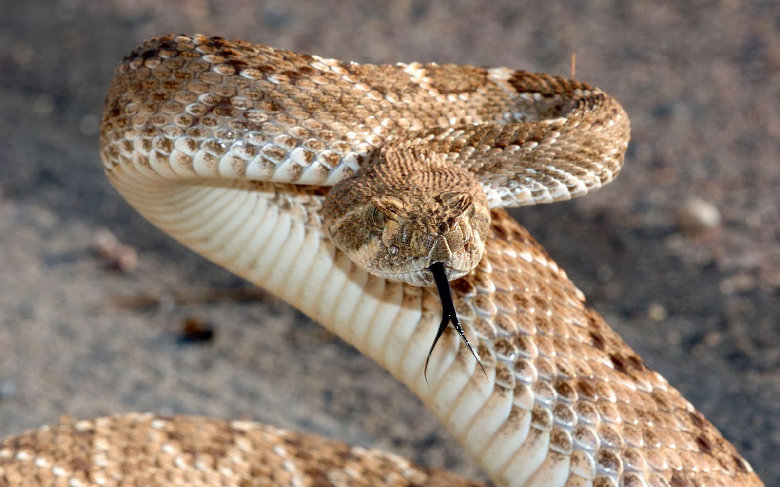 10 Eastern Diamondback Rattlesnake HD Wallpapers and Backgrounds