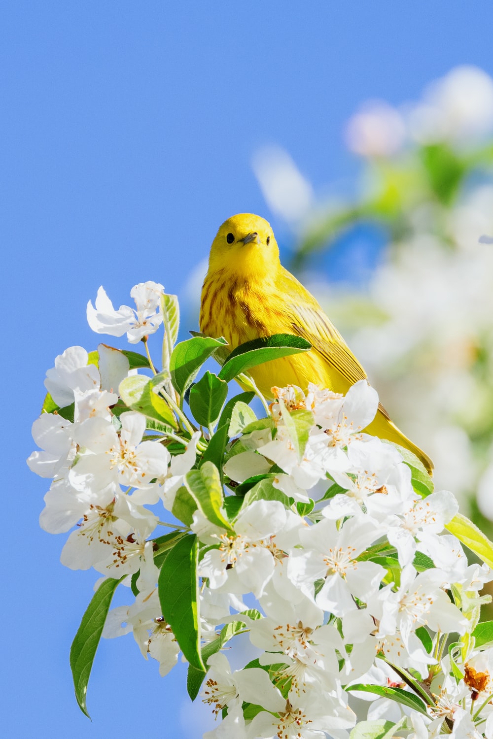 Yellow Bird Pictures Image