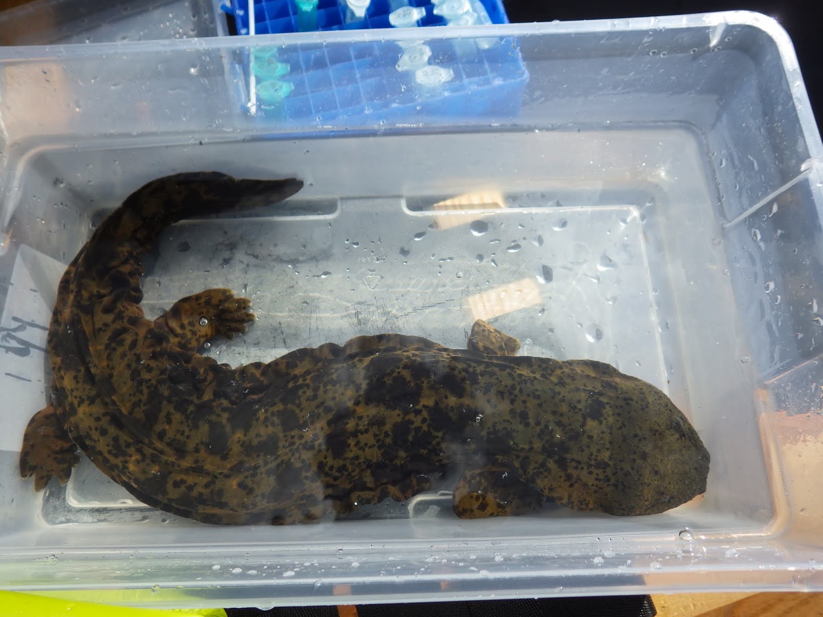 Limited Edition Hellbender Art To Protect These Imperiled