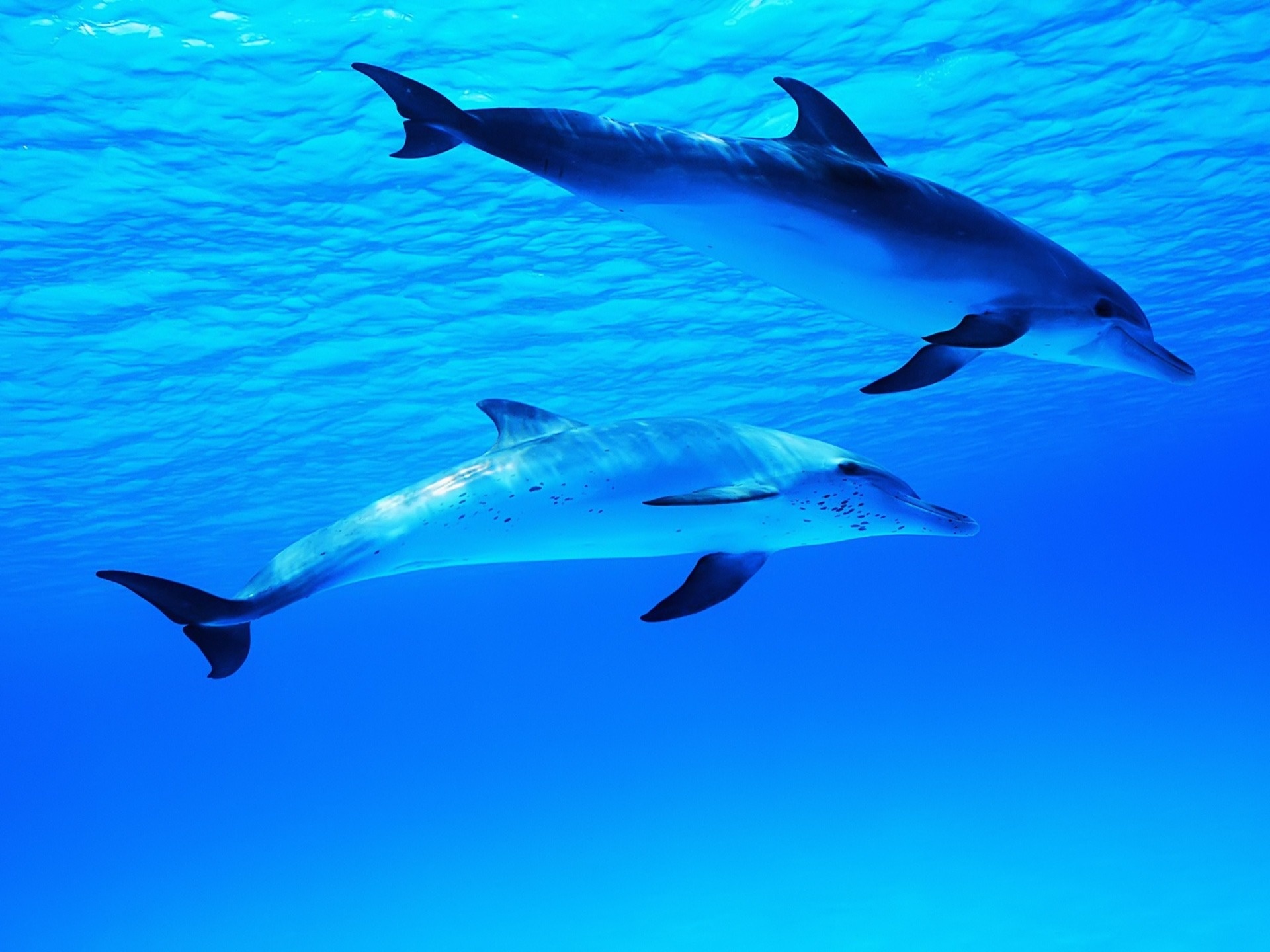 Swimming Dolphins Wallpaper