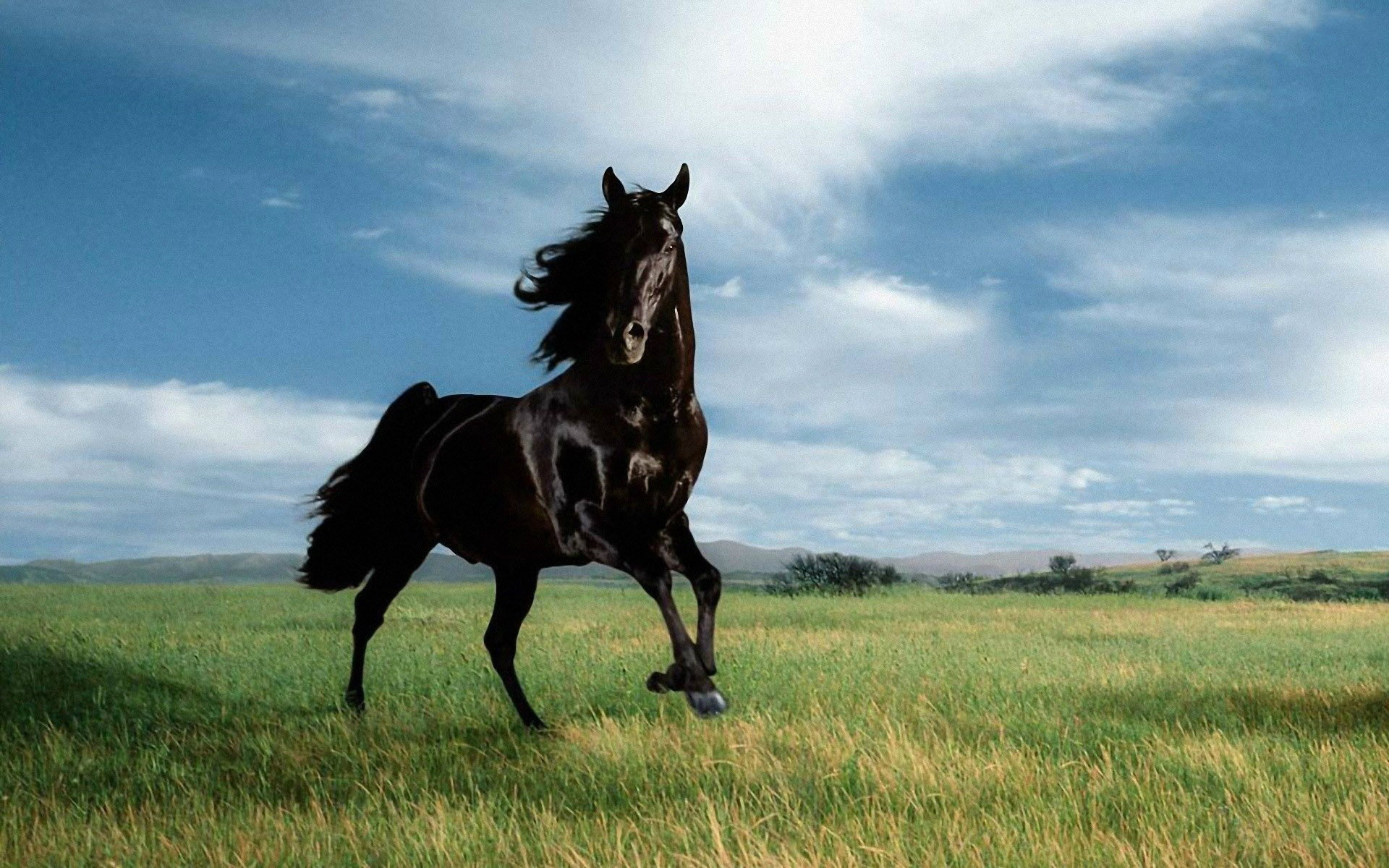 Black Horses HD Wallpaper Horse Desktop