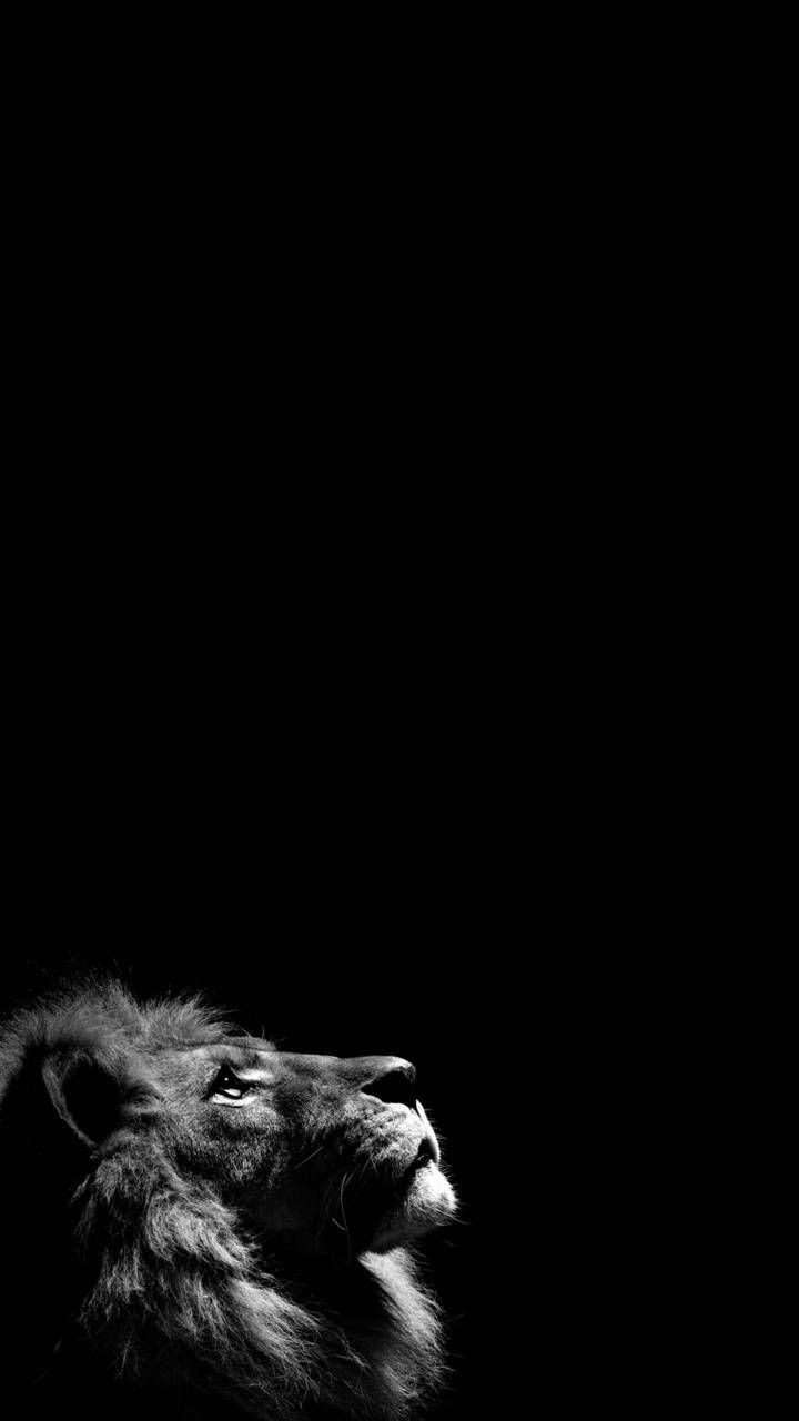 Lion iPhone Wallpaper Photography