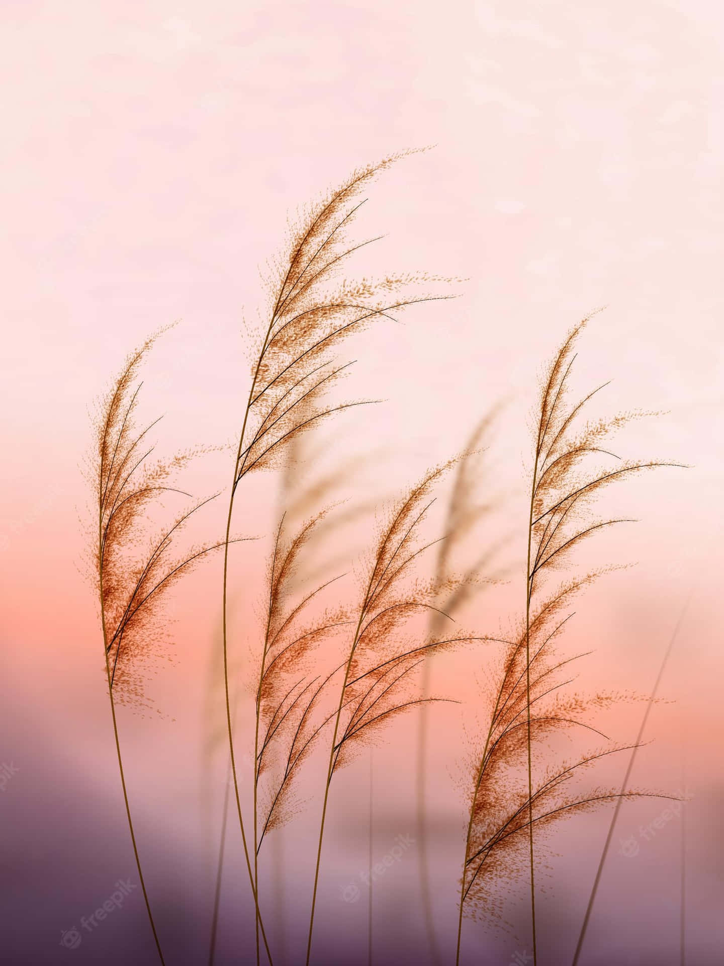A Lush Backdrop Of Golden Pampas Grass Wallpaper