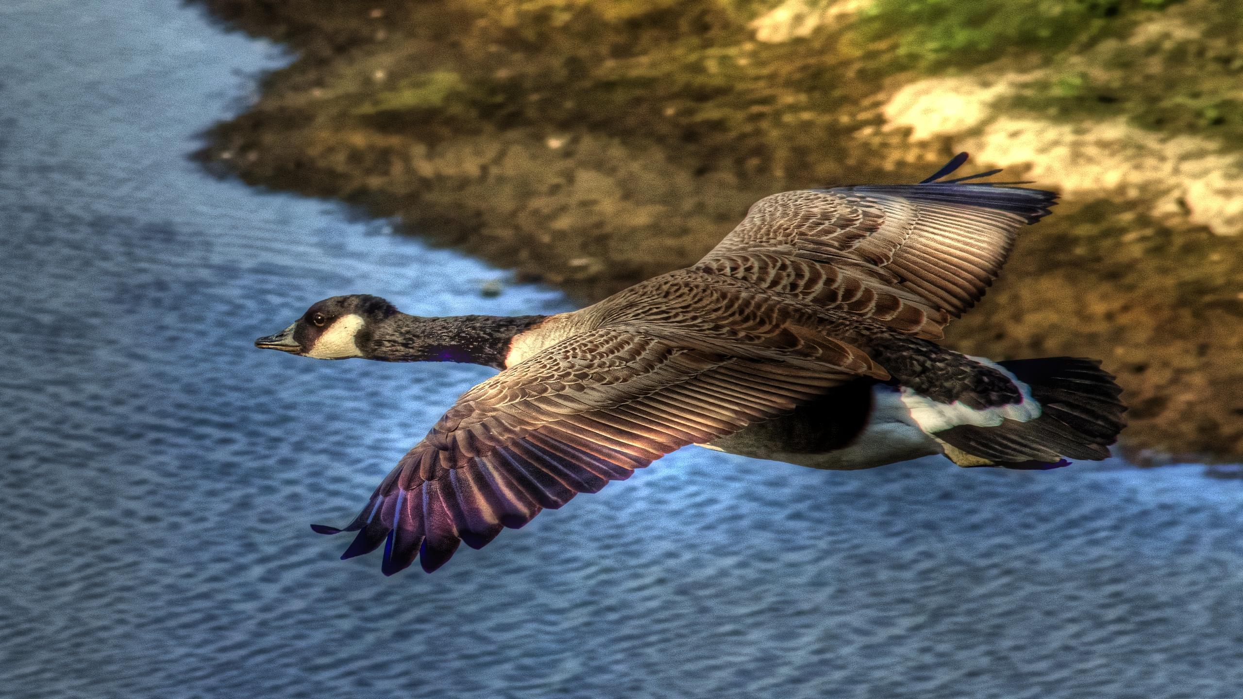 Flying Duck HD Wallpaper
