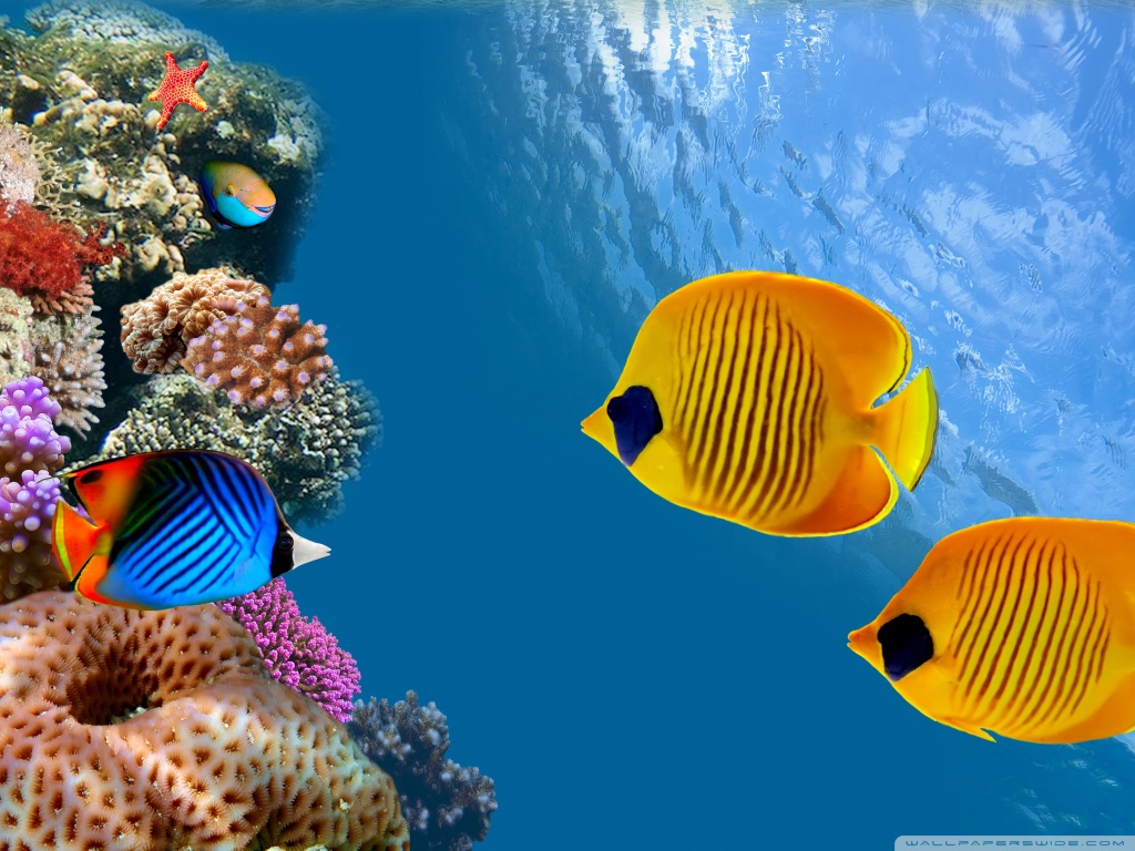 Desktop Aquarium Wallpaper