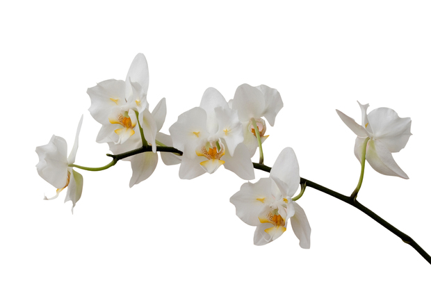White Orchid Stem Wall Mural Photo Wallpaper Photowall