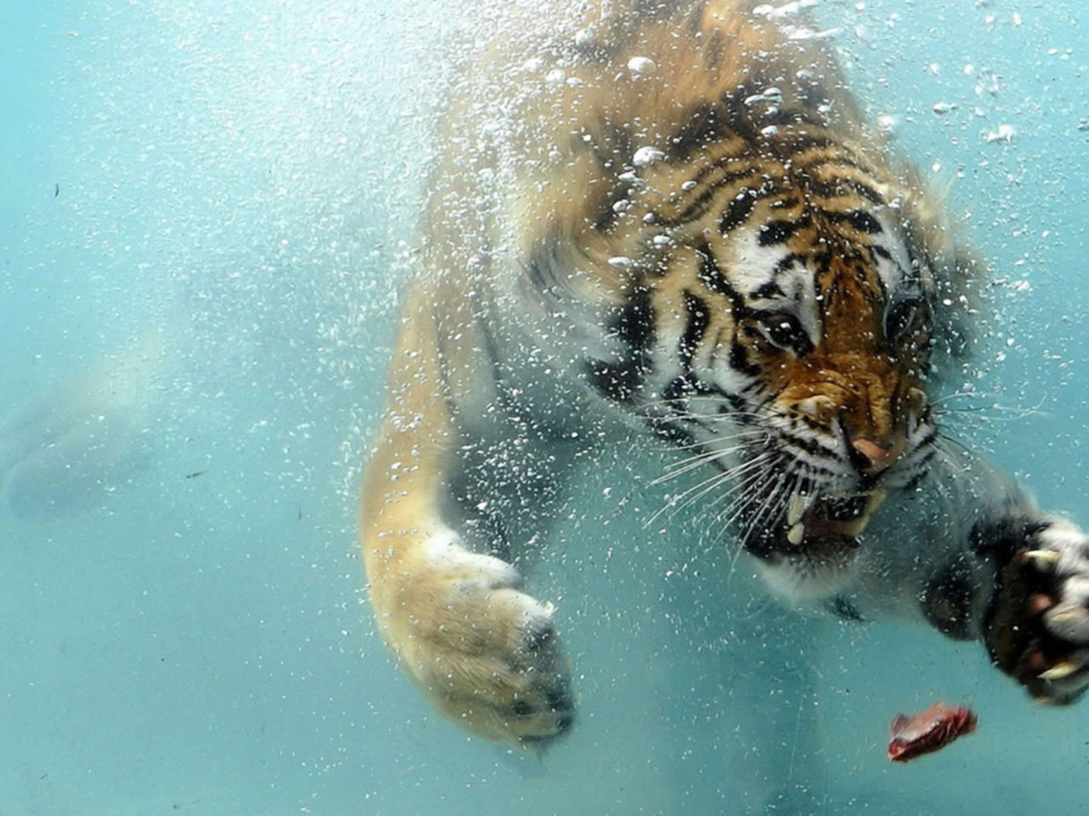 Tiger Underwater HD Wallpaper Peepsburgh