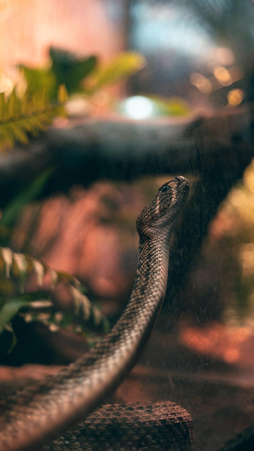 A Snake In Terrarium With Blurred Background Photo
