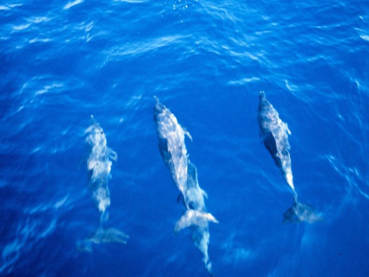 Source Url Zingerbug Background Php Myfile Dolphins