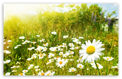 Wildflowers Sunny Day HD Wallpaper For Standard Fullscreen