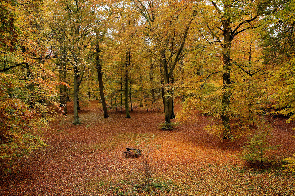 Autumn Forest Photos Wallpaper Desktop Background