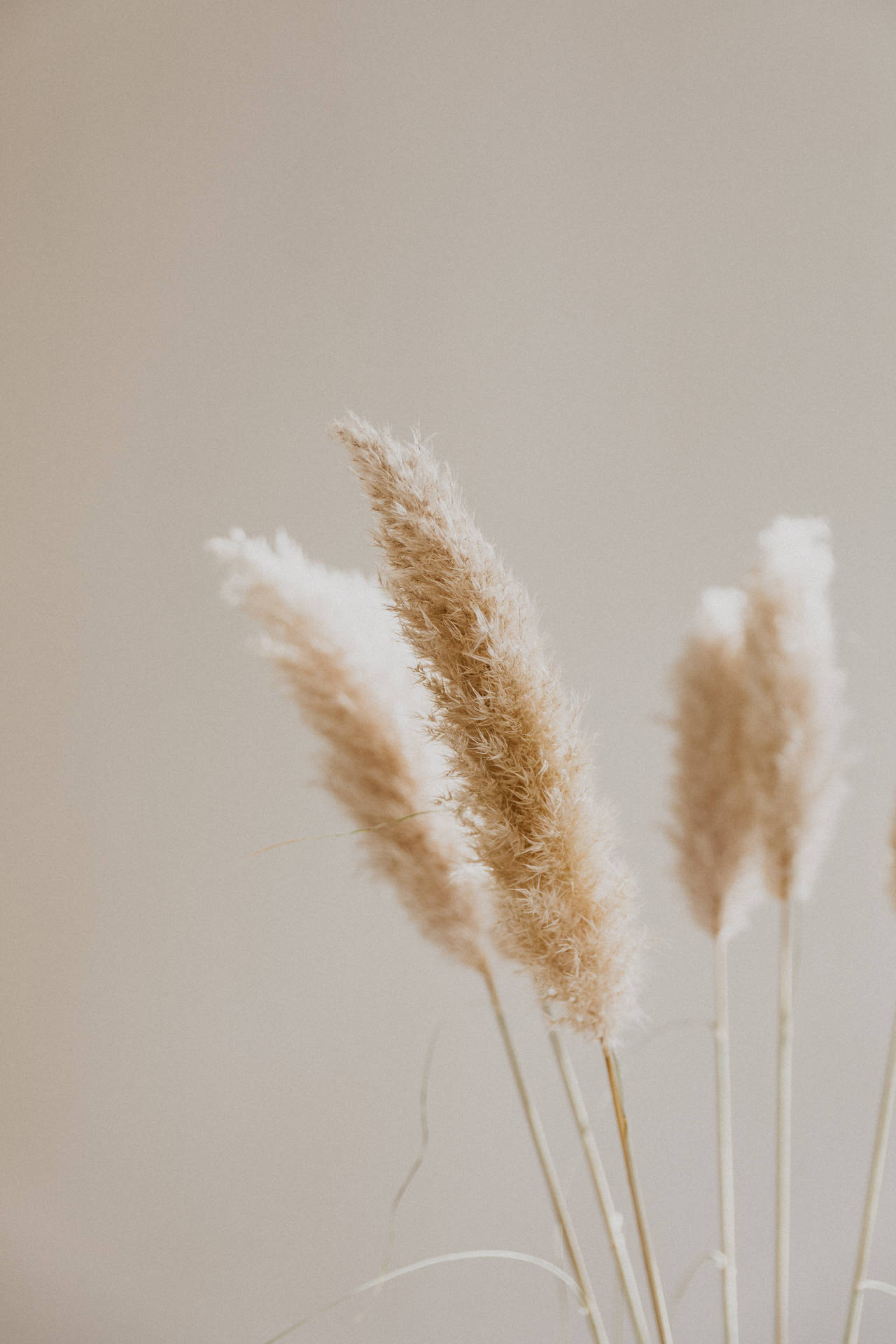 Beige Brown Aesthetic Wallpaper