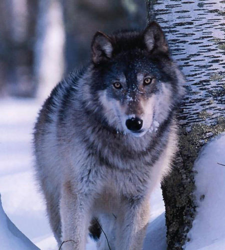 Wolf In Winter Wallpaper For Blackberry Pearl