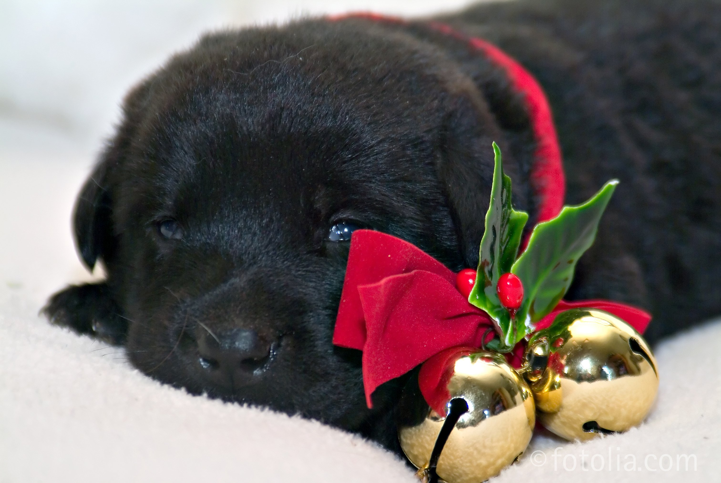 Christmas Black Lab Puppies Image Pictures Becuo