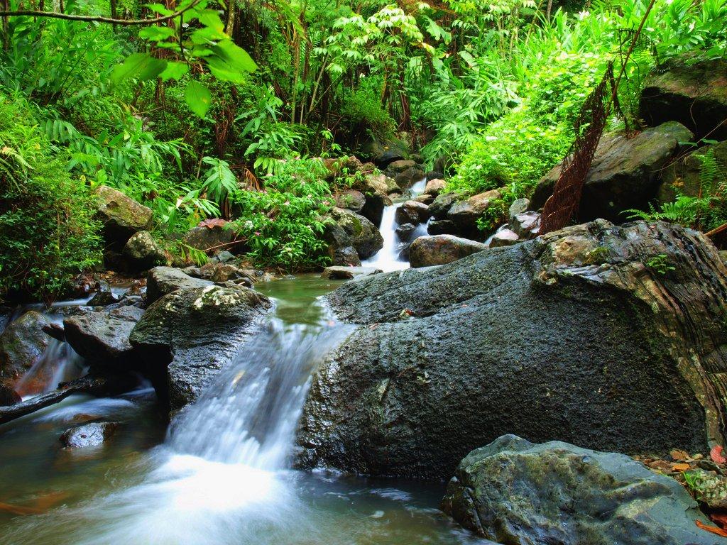 Puerto Rico A Journey To El Yunque Tropical Rainforest